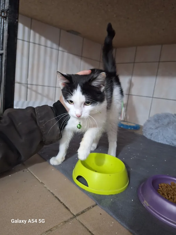 Kot do adopcji, Orzechowce, 11 lutego 2025 (2/2)