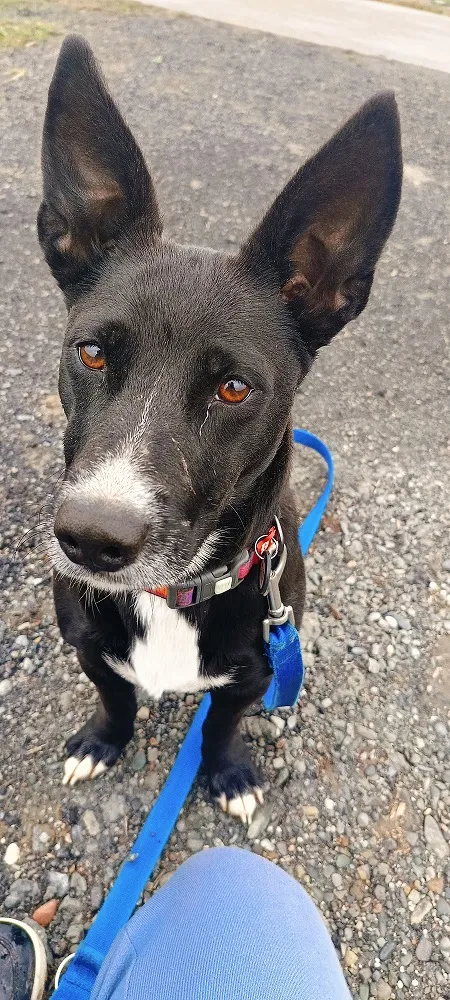 Pies do adopcji, Orzechowce, 12 lutego 2025 (2/5)