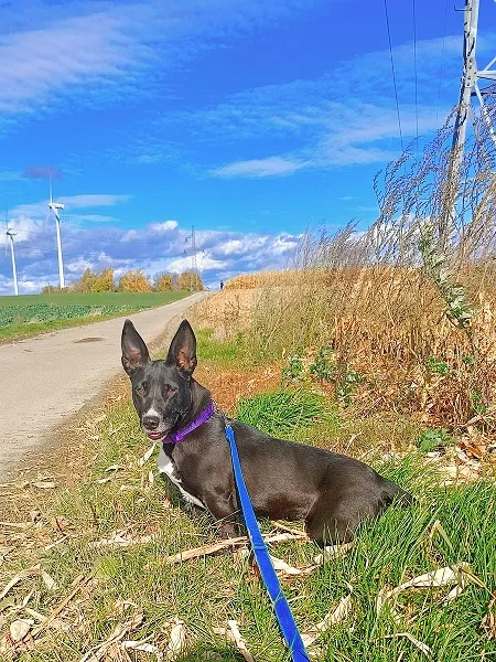 Pies do adopcji, Orzechowce, 12 lutego 2025 (3/5)