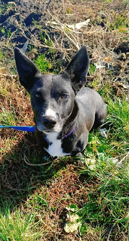 Pies do adopcji, Orzechowce, 12 lutego 2025 (4/5)