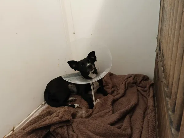Pies do adopcji, Orzechowce, 12 lutego 2025 (1/5)