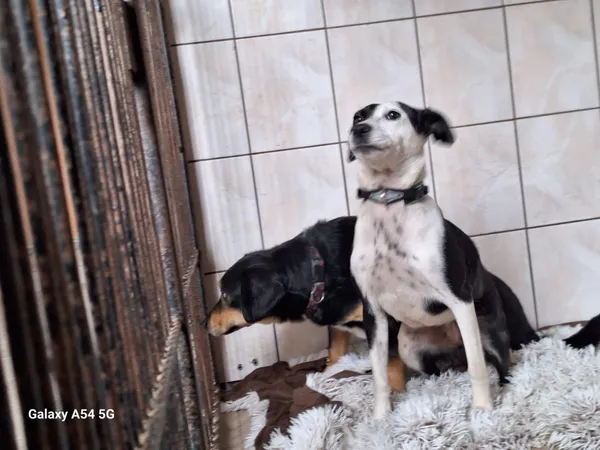 Pies do adopcji, Orzechowce, 6 lutego 2025 (2/4)