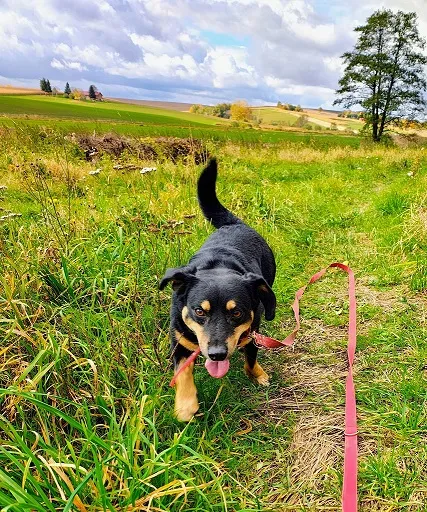 Pies do adopcji, Orzechowce, 6 lutego 2025 (3/5)