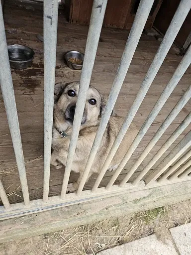 Pies do adopcji, Orzechowce, 6 lutego 2025 (1/5)