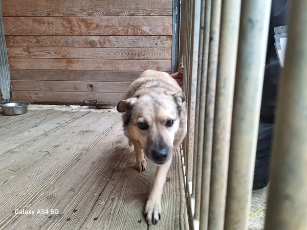 Pies do adopcji, Orzechowce, 6 lutego 2025 (2/5)