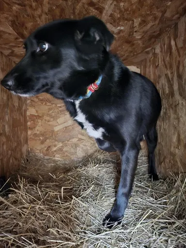 Pies do adopcji, Orzechowce, 6 lutego 2025 (1/2)