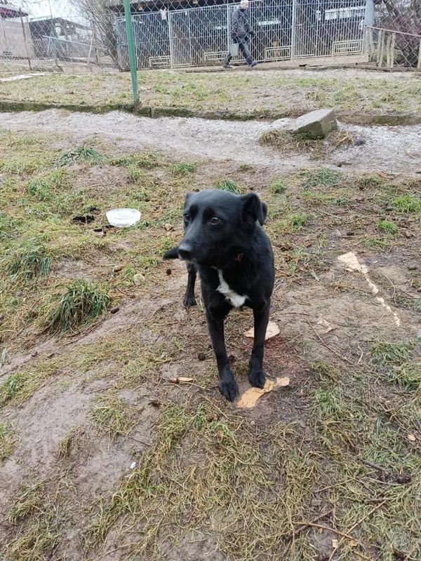 Pies do adopcji, Orzechowce, 6 lutego 2025 (2/2)