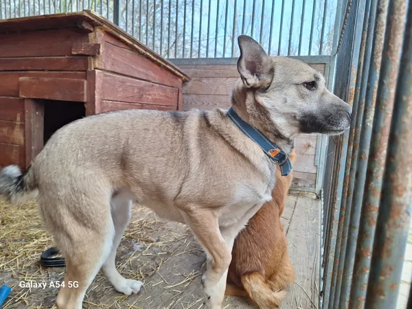 Pies do adopcji, Orzechowce, 6 lutego 2025 (2/4)