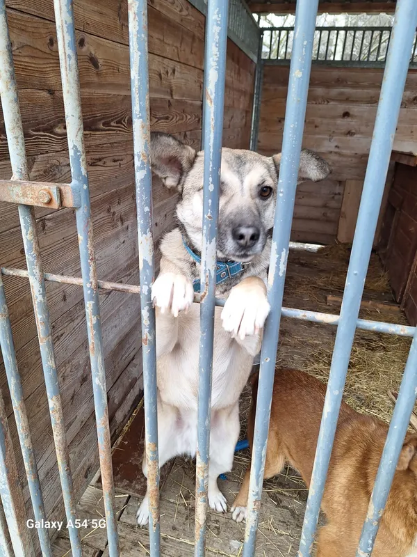 Pies do adopcji, Orzechowce, 6 lutego 2025 (4/4)