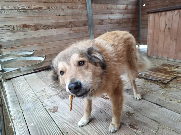 Pies do adopcji, Orzechowce, 6 lutego 2025 (4/5)