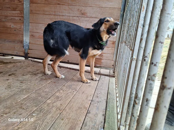 Pies do adopcji, Orzechowce, 6 lutego 2025 (2/5)