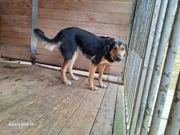 Pies do adopcji, Orzechowce, 6 lutego 2025 (3/5)