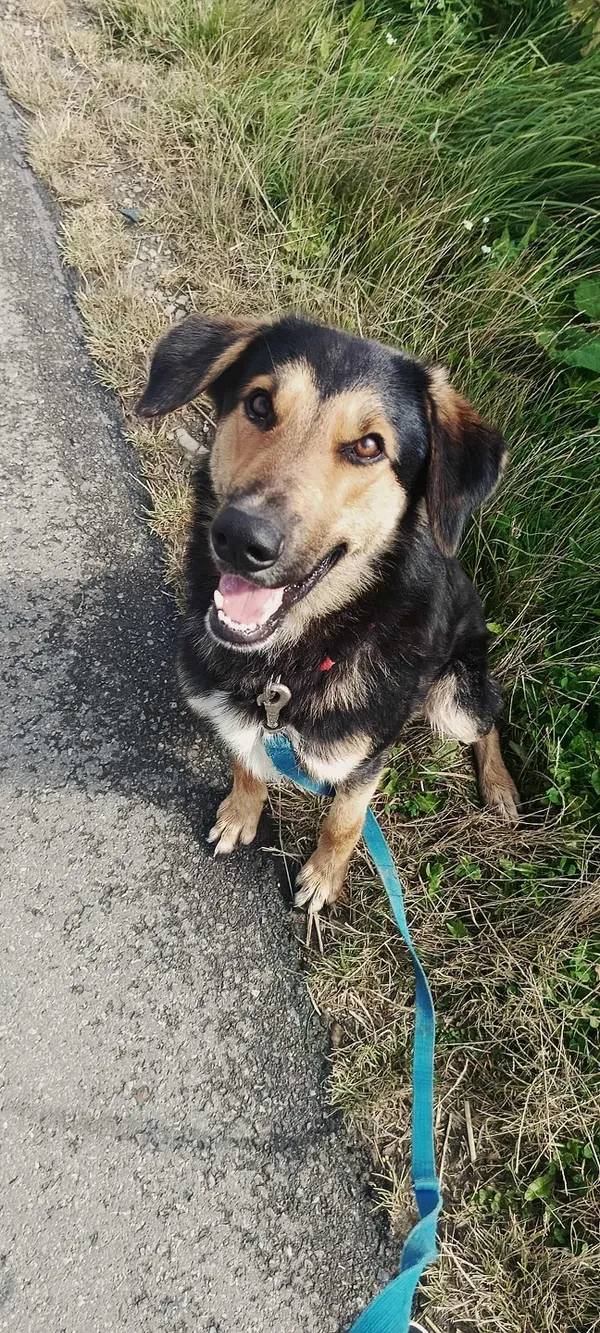 Pies do adopcji, Orzechowce, 6 lutego 2025 (4/5)