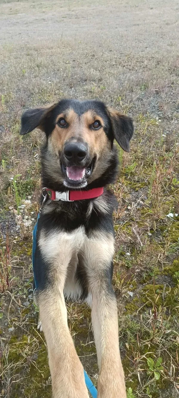 Pies do adopcji, Orzechowce, 6 lutego 2025 (5/5)