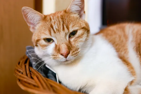 Kot do adopcji, Sosnowiec, 11 października 2024 (1/5)