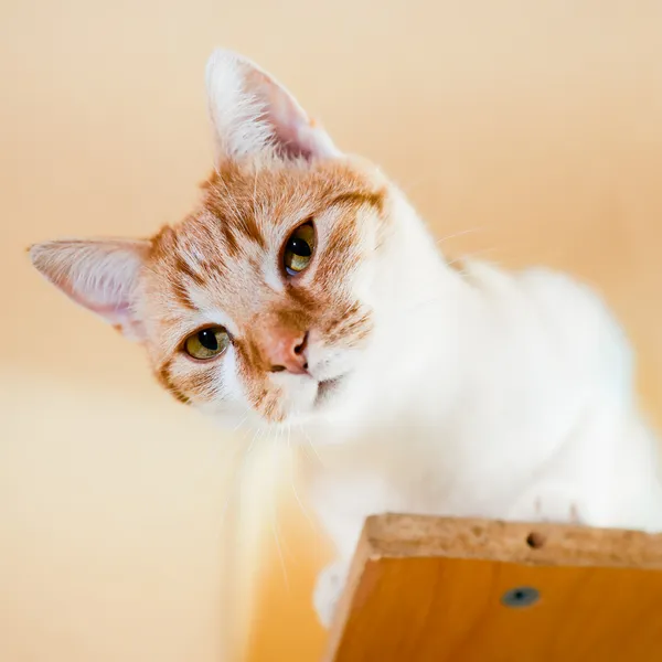 Kot do adopcji, Sosnowiec, 11 października 2024 (3/5)