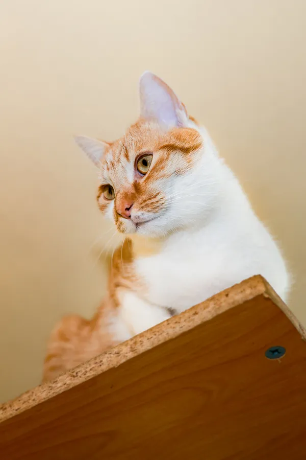 Kot do adopcji, Sosnowiec, 11 października 2024 (5/5)