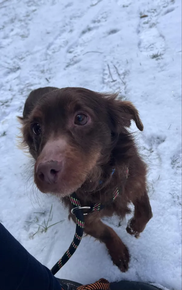 Pies do adopcji, Włocławek, 13 lutego 2025 (1/5)