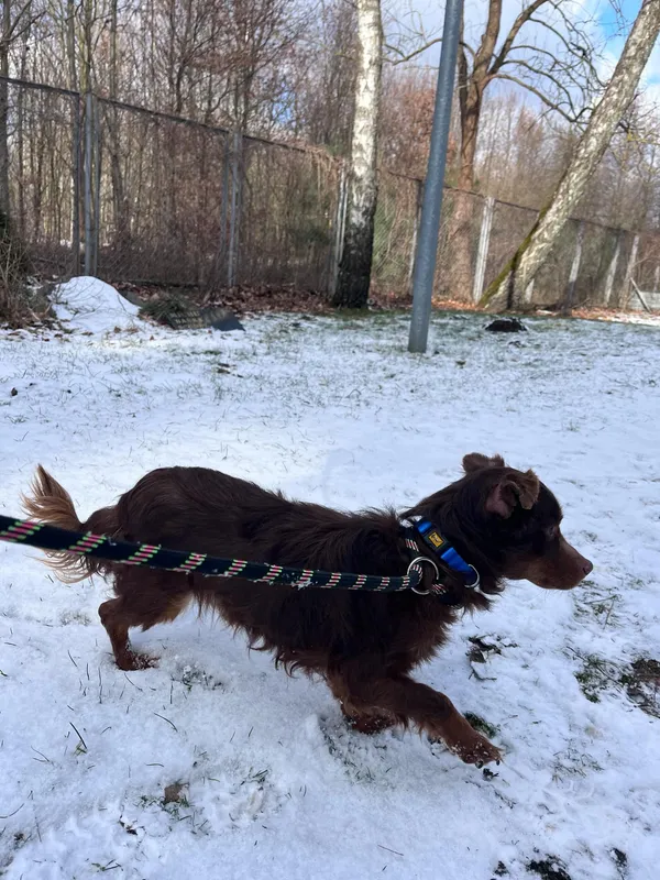 Pies do adopcji, Włocławek, 13 lutego 2025 (2/5)