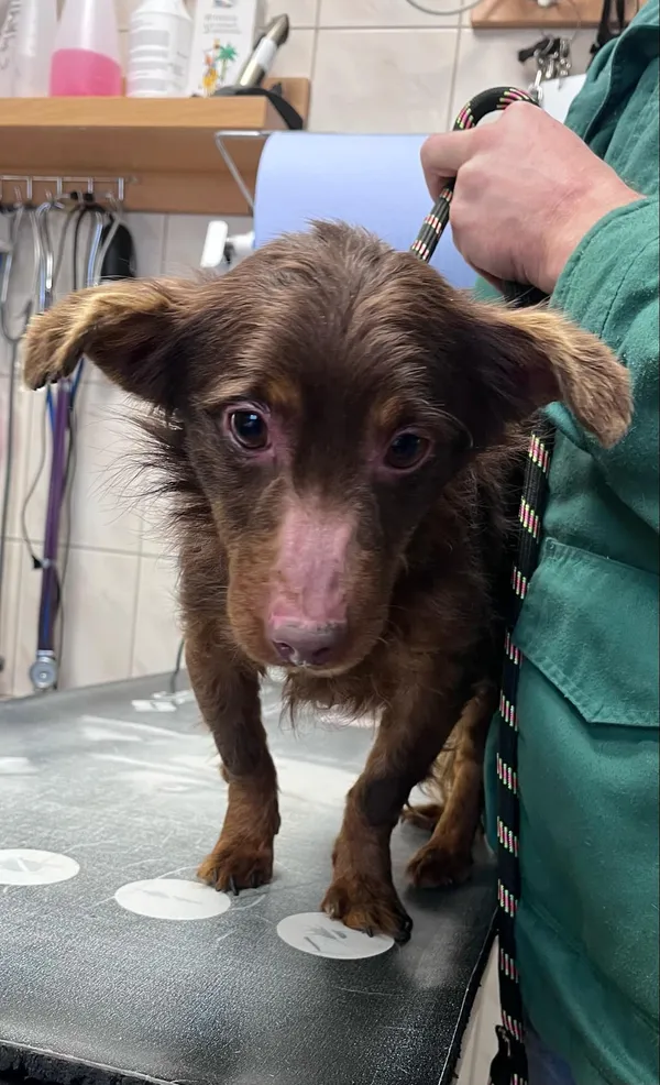 Pies do adopcji, Włocławek, 13 lutego 2025 (3/5)