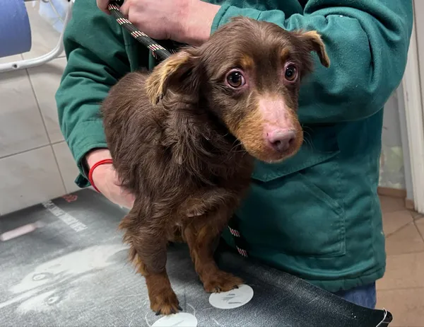 Pies do adopcji, Włocławek, 13 lutego 2025 (4/5)