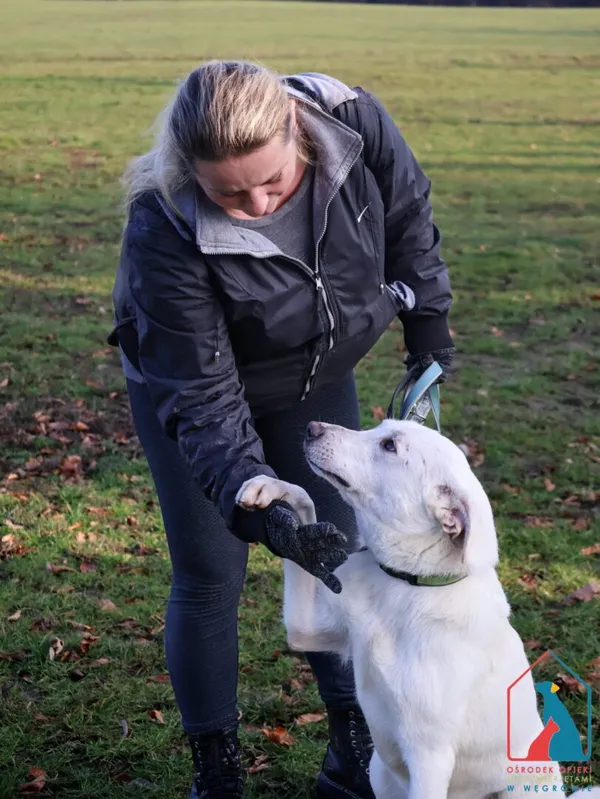 Pies do adopcji, Grudziądz, 20 września 2024 (2/5)