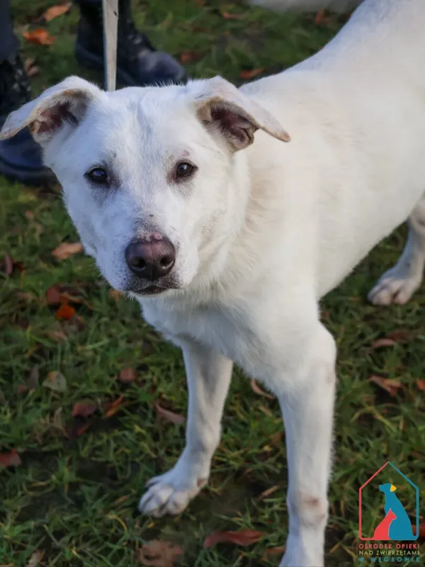 Pies do adopcji, Grudziądz, 20 września 2024 (3/5)