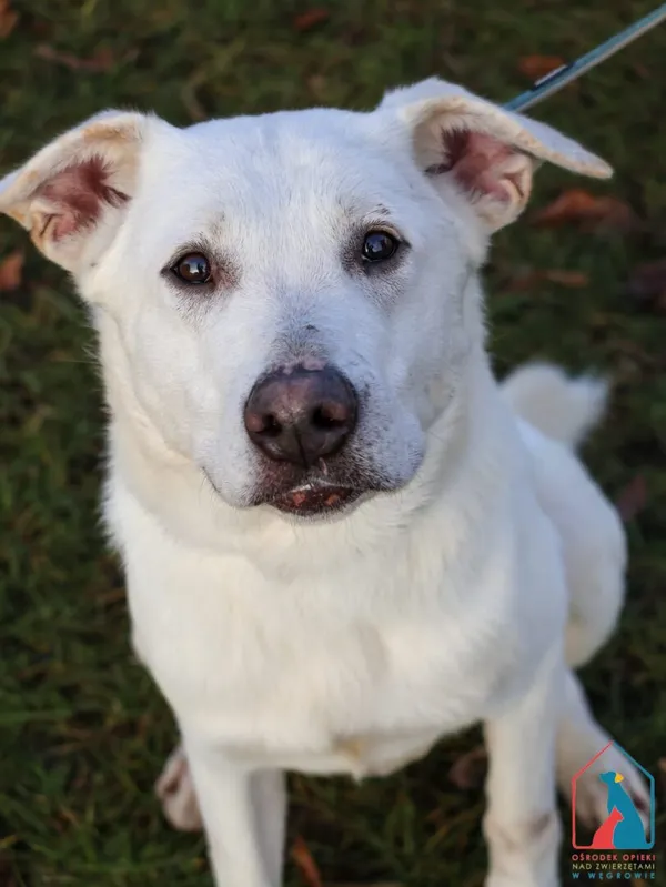 Pies do adopcji, Grudziądz, 20 września 2024 (4/5)