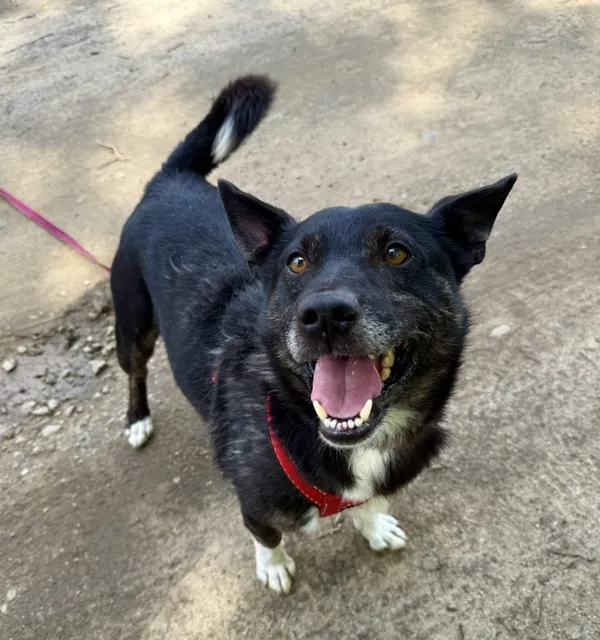 Znaleziono kota, Chojnice, 12 lutego 2025 (1/5)