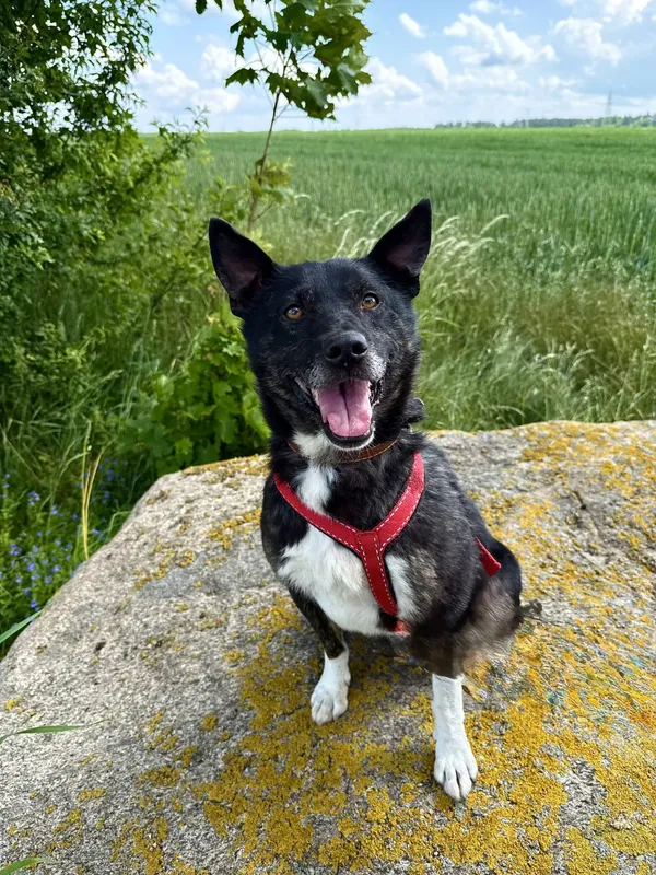 Znaleziono kota, Chojnice, 12 lutego 2025 (2/5)