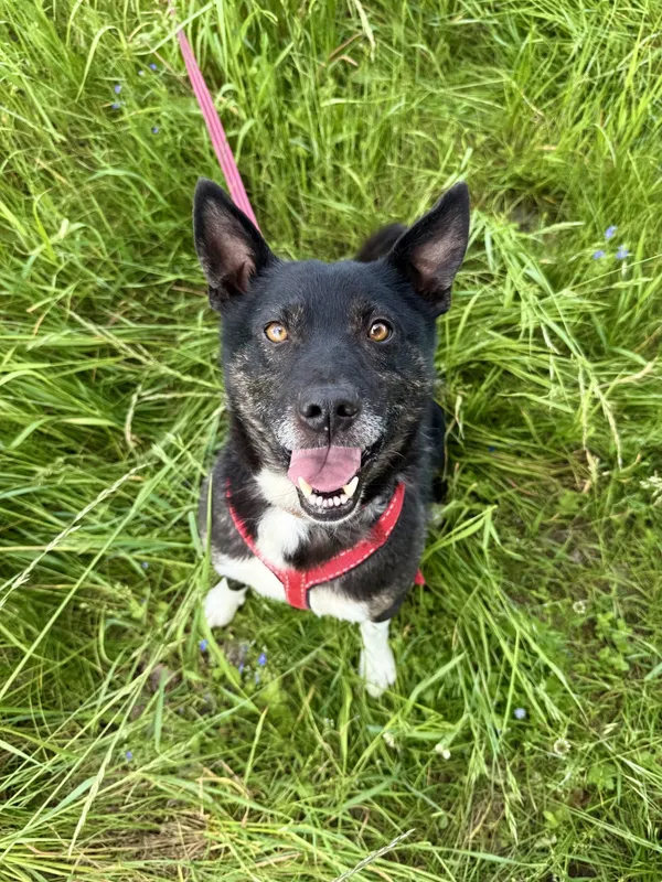 Znaleziono kota, Chojnice, 12 lutego 2025 (3/5)