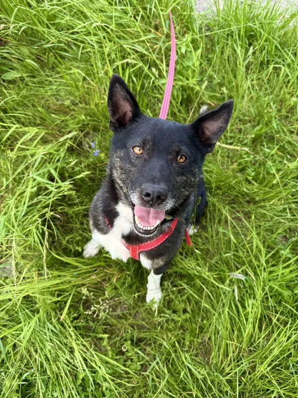 Znaleziono kota, Chojnice, 12 lutego 2025 (4/5)