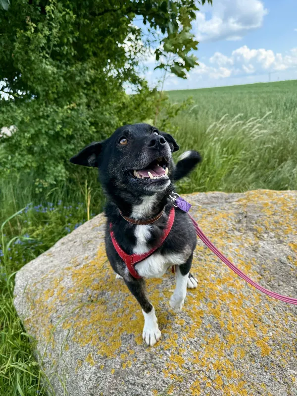 Znaleziono kota, Chojnice, 12 lutego 2025 (5/5)