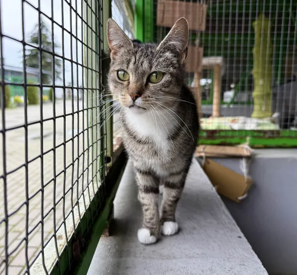 Znaleziono kota, Chojnice, 12 lutego 2025 (2/3)