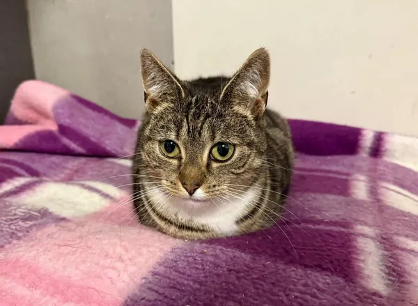 Znaleziono kota, Chojnice, 12 lutego 2025 (3/3)