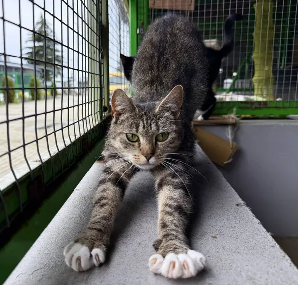 Znaleziono kota, Chojnice, 12 lutego 2025 (1/3)