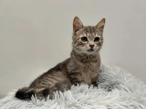 Znaleziono kota, Chojnice, 12 lutego 2025