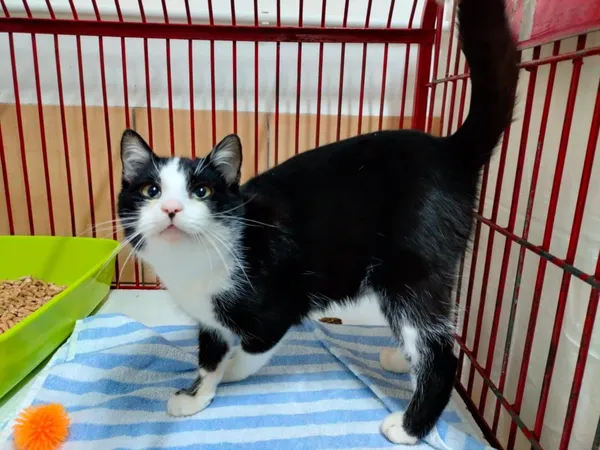 Znaleziono kota, Chojnice, 12 lutego 2025