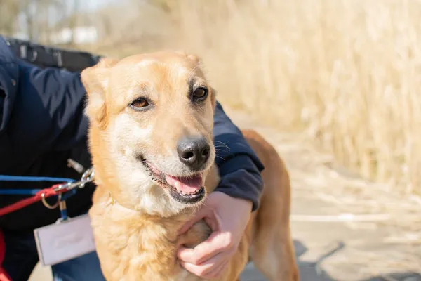 Znaleziono psa, Sosnowiec, 9 lutego 2025 (1/5)