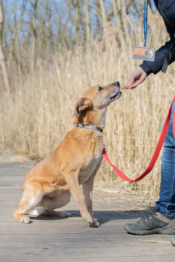 Znaleziono psa, Sosnowiec, 9 lutego 2025 (2/5)