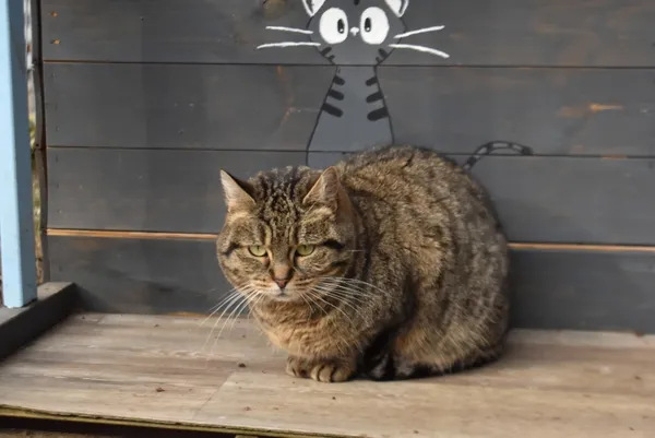 Kot do adopcji, Piła, 19 marca 2024