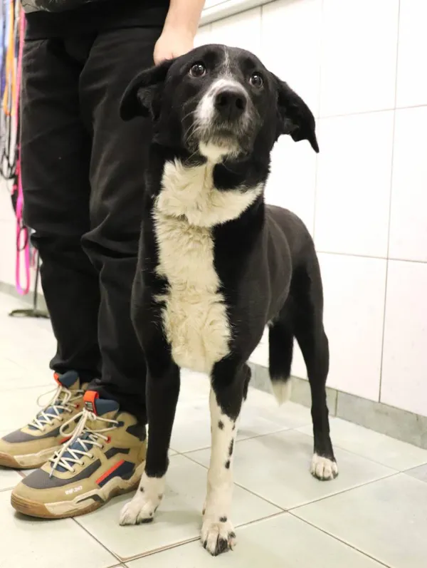 Znaleziono psa, Łódź, 13 lutego 2025 (1/5)