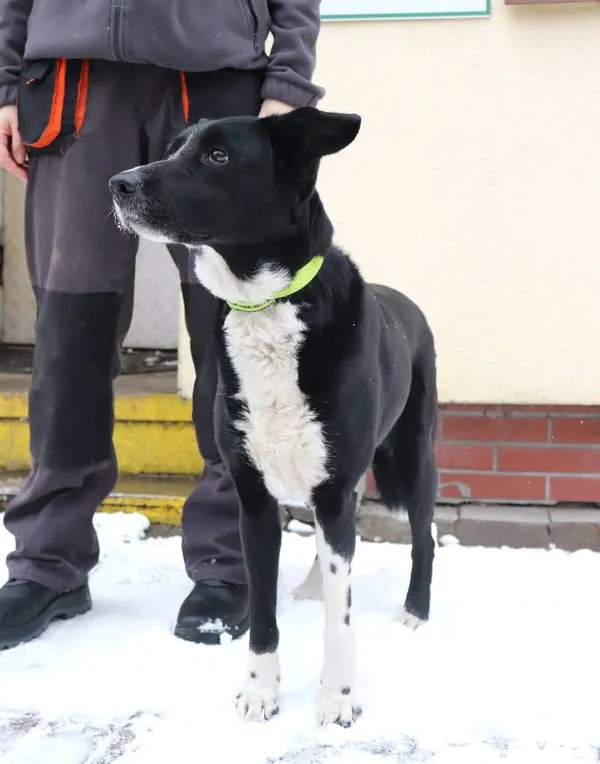 Znaleziono psa, Łódź, 13 lutego 2025 (2/5)