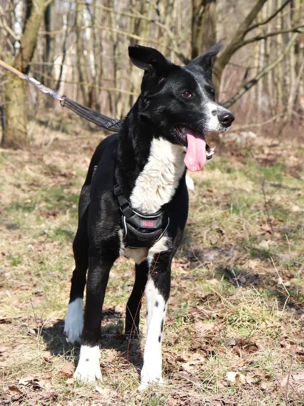 Znaleziono psa, Łódź, 13 lutego 2025 (5/5)