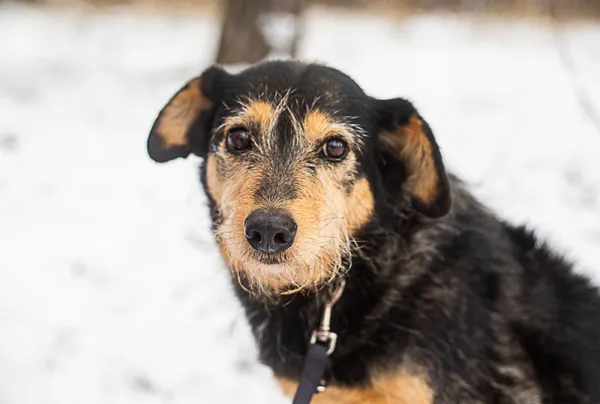 Pies do adopcji, Piła, 1 września 2020 (1/5)