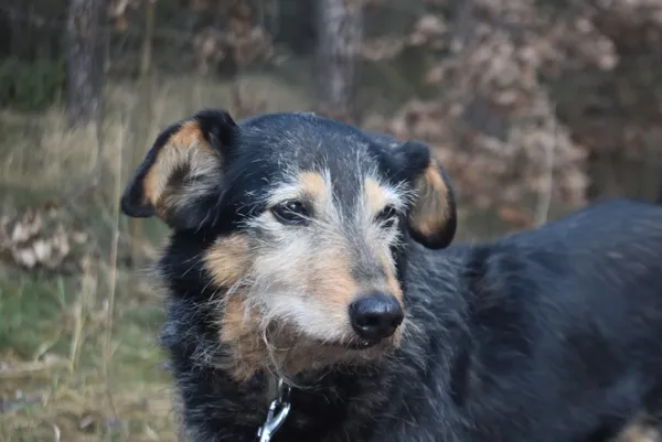 Pies do adopcji, Piła, 1 września 2020 (2/5)