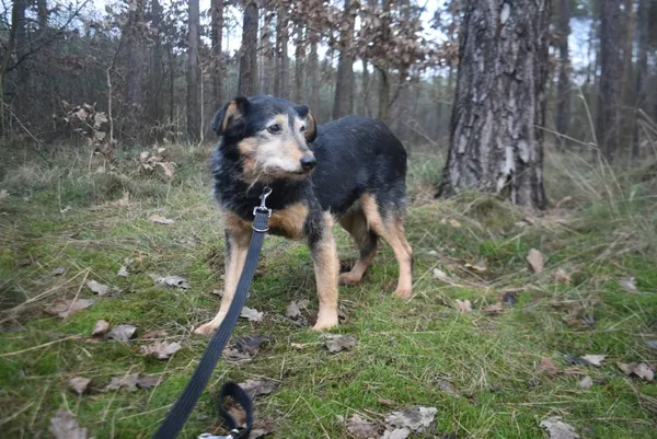 Pies do adopcji, Piła, 1 września 2020 (3/5)