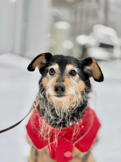 Pies do adopcji, Piła, 1 września 2020 (1/5)