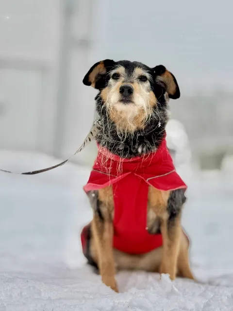 Pies do adopcji, Piła, 1 września 2020 (4/5)