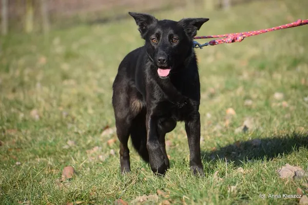 Znaleziono psa, Toruń, 26 stycznia 2025
